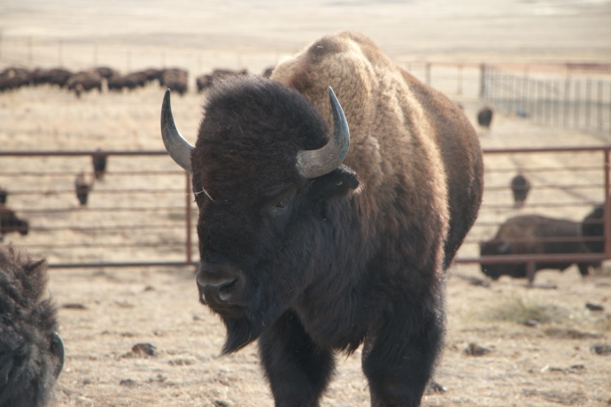 Un jeune bison mâle se tient dans une zone clôturée.