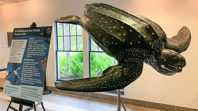 a leatherback sea turtle is on display alongside a panel with more information about Leatherback Sea Turtles. 