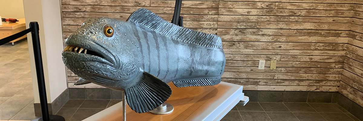 Aquatic Species at Risk Exhibit featuring a Wolf Fish. It is a long and large grey fish with one long fin on it's back, belly and a smaller fin on each side.  The fish has teeth exposed and a yellow/brown eye. 