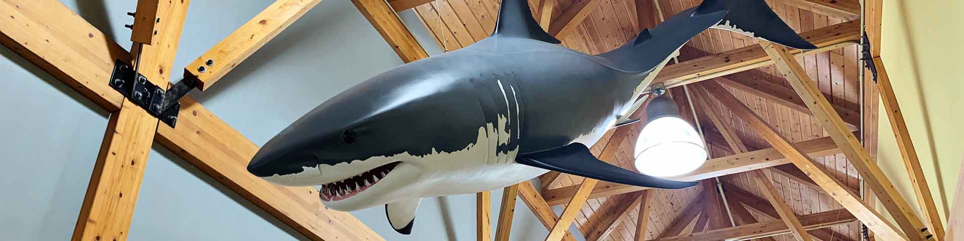 A great white shark display hangs from the ceiling at Greenwich visitor information centre